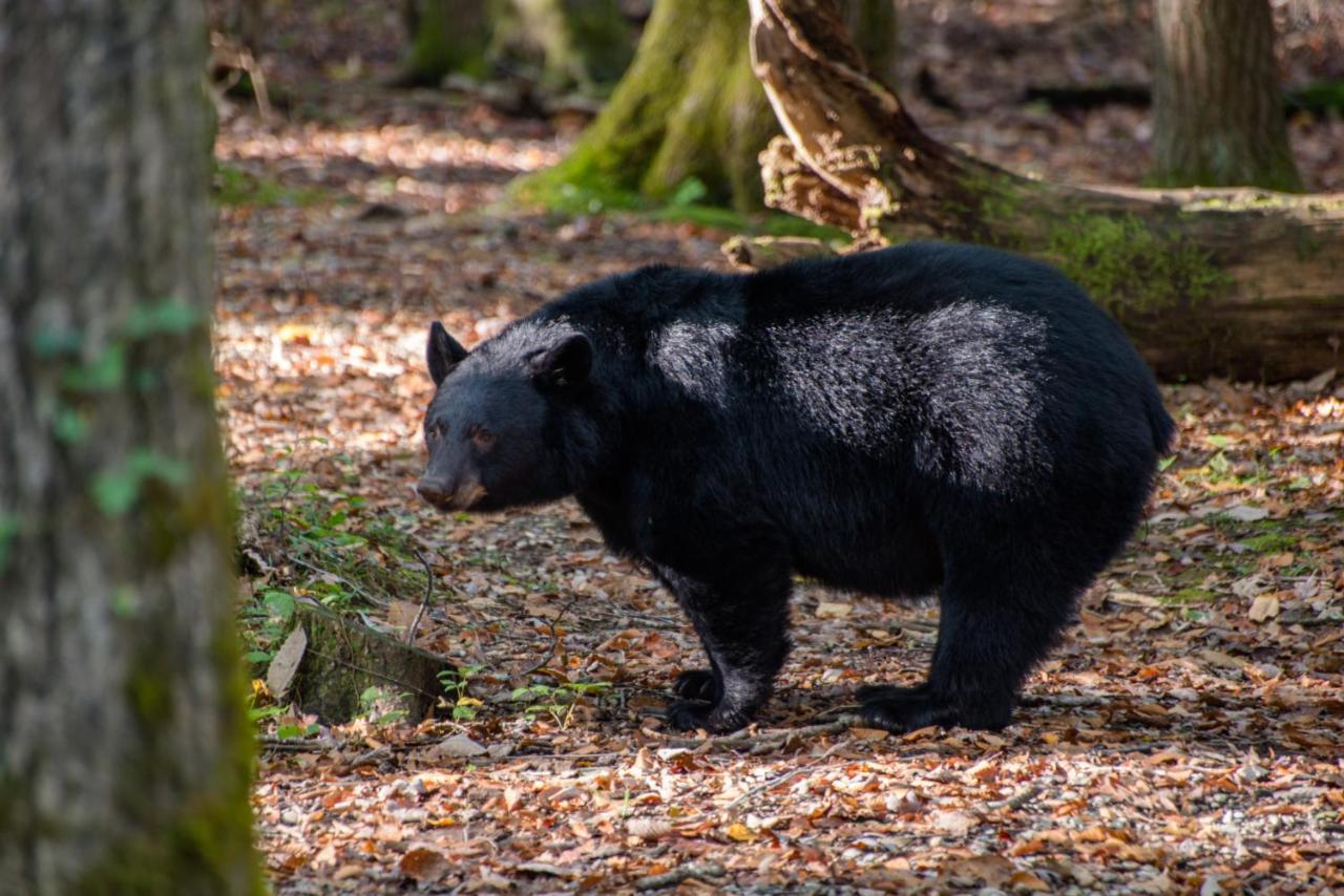 Friendly Bear Cabin Pigeon Forge Extérieur photo